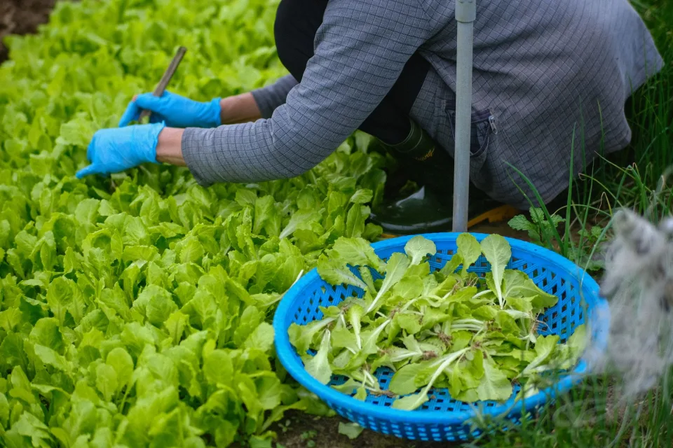 Kệ hạt giống và phân bón