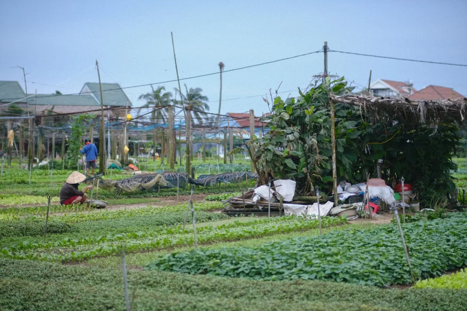 Vườn nhà tại Kinh Doanh Nguyễn Thị Hương